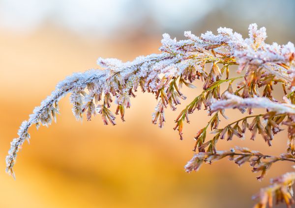 Frost on the Sifton Bush thumbnail