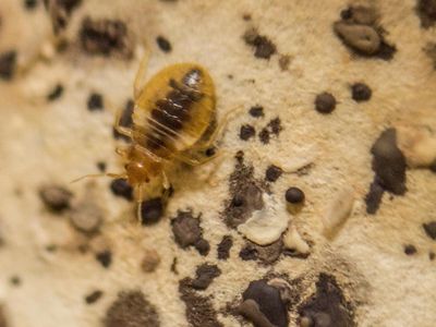 A bed bug surrounded by potentially parasite-laden feces. 