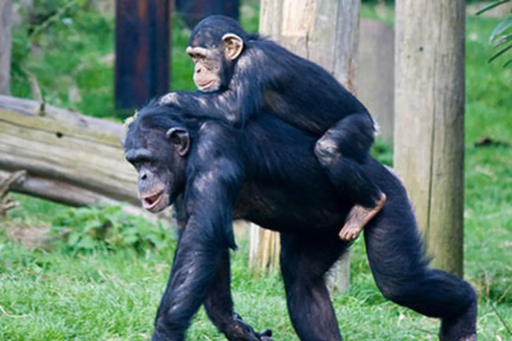 chimpanzees