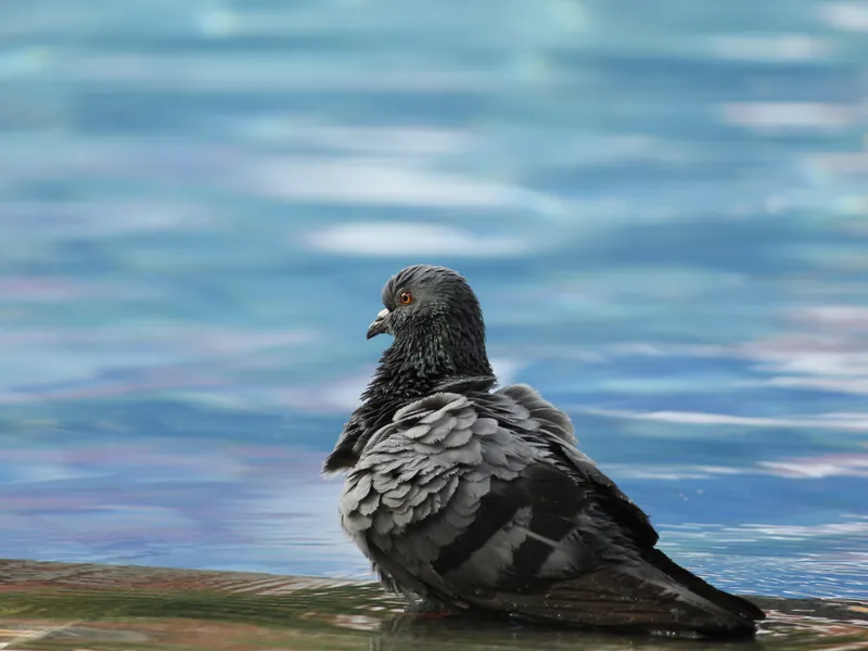 Pigeon in a swimming pool | Smithsonian Photo Contest | Smithsonian ...