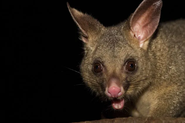 Brushtail Possum