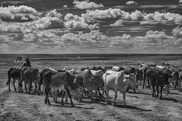 Maasai Moos thumbnail