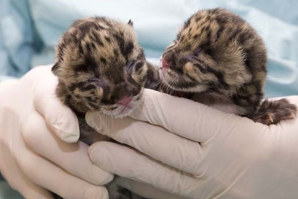 20110520110726National-Zoo-Clouded-Leopard-Cub-21.jpg