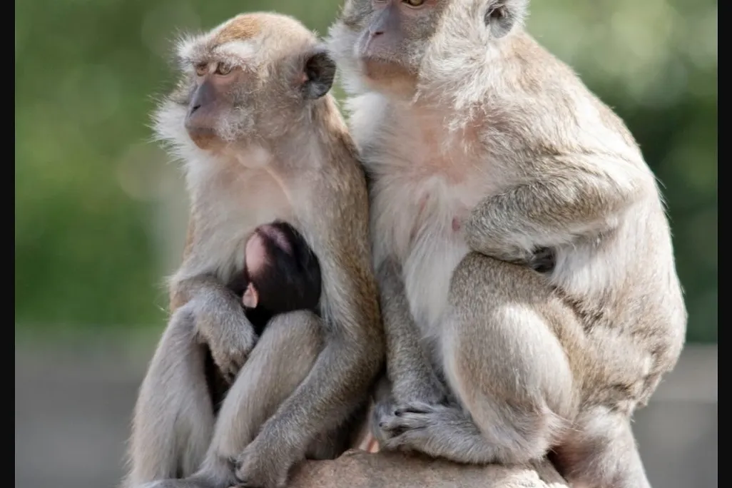 two rhesus macaques on a rock