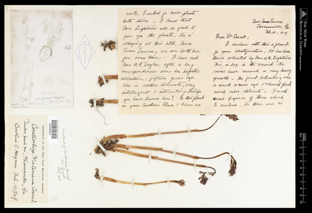 A pressed Wister's coralroot below a letter and sketch of the flower found in Oct. 1937