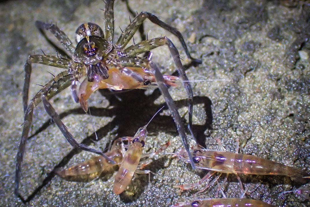 Spider eating shrimp