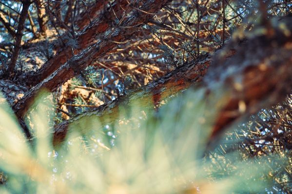 Through a pine tree thumbnail