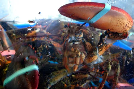 Lobsters in a tank at a fish market