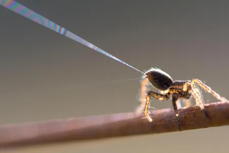 A spider prepares to "balloon" by shooting a threat of silk out of its butt. By catching the wind with their silk, baby spiders can explore or colonize new habitats. When millions of spiders do this at the same time, it resembles rain or snow. 