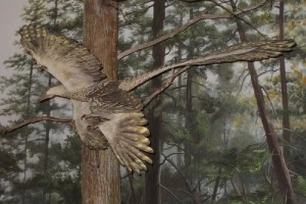 20110520083159microraptor-flying-300x225.jpg