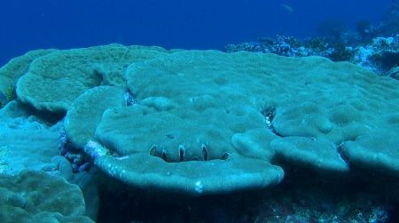 Coral from the Northern Line Islands reveals a link between climate change and El Niño.