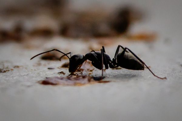 Ant Having a Meal thumbnail