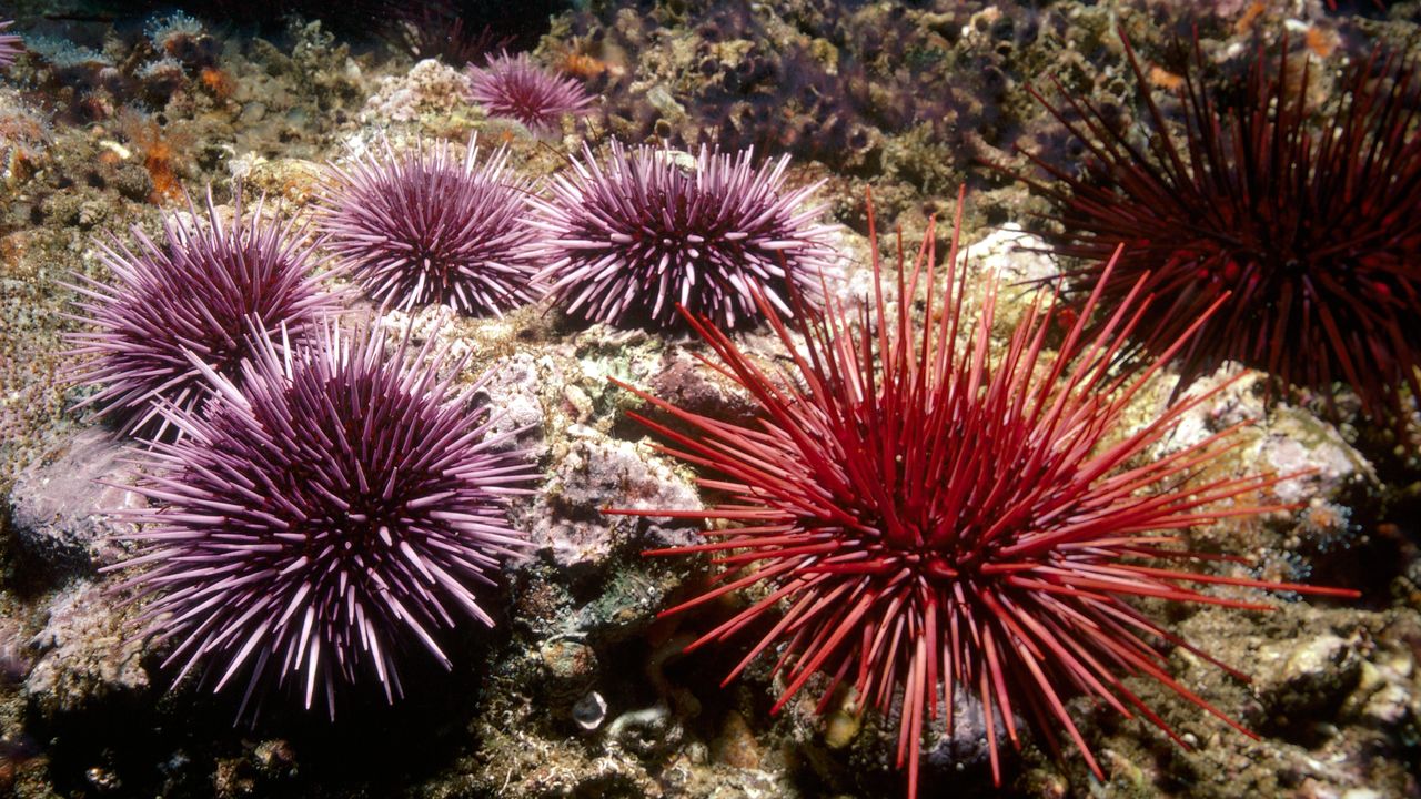 Urchins Could Be the Next Victim of Sea Star Wasting Disease