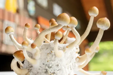 Magic mushrooms remain illegal in the U.S. for recreational use, but researchers have tested psilocybin as a treatment for a variety of mental illnesses.&nbsp;