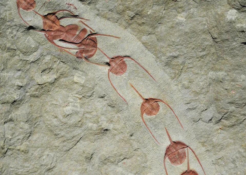 Trilobite Line
