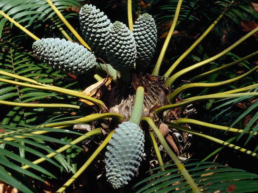 Cônes de cycas