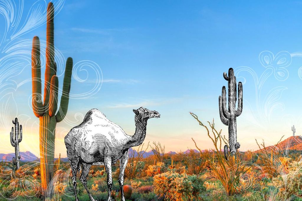 camel-collage.jpg