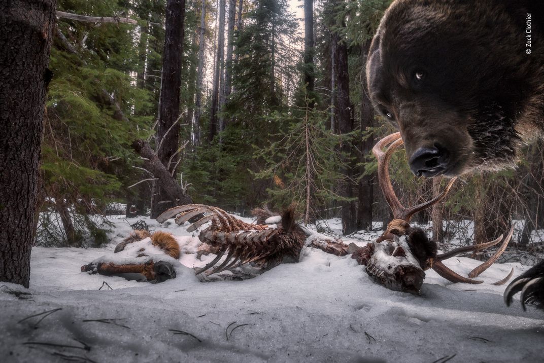 A large brown grizzly bear looks at the camera while eating meat from elk bones