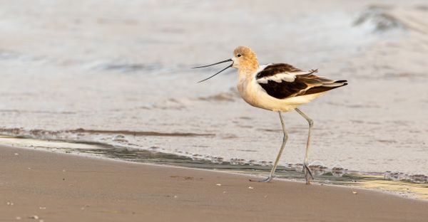 American Avocet thumbnail