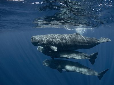 Researchers are hoping to decipher the communications of sperm whales.