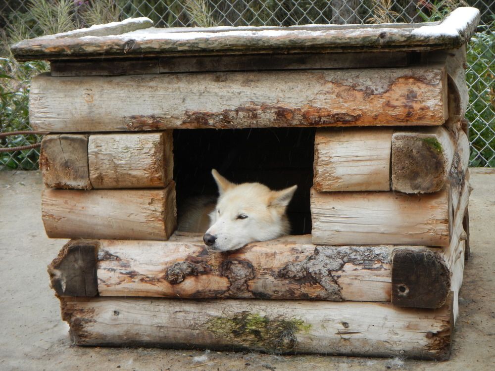 How Denali National Park's Sled Dogs Prepare for Winter