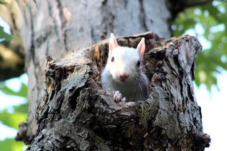 An albino squirrel peeks out from within a tree.