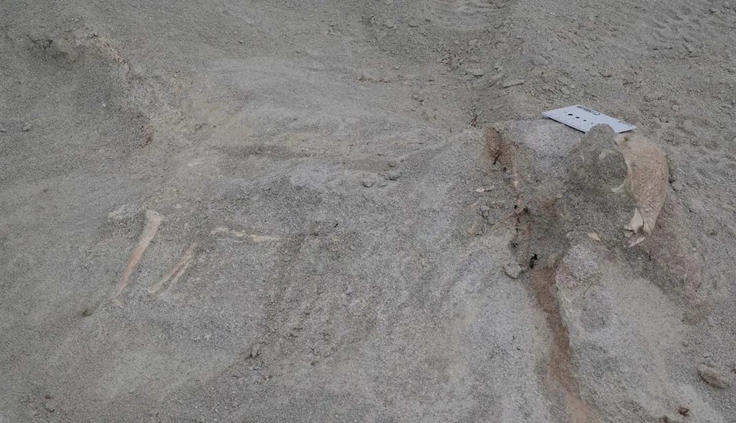 The fossil in the rocks of the Khuren Dukh Formation in Mongolia.