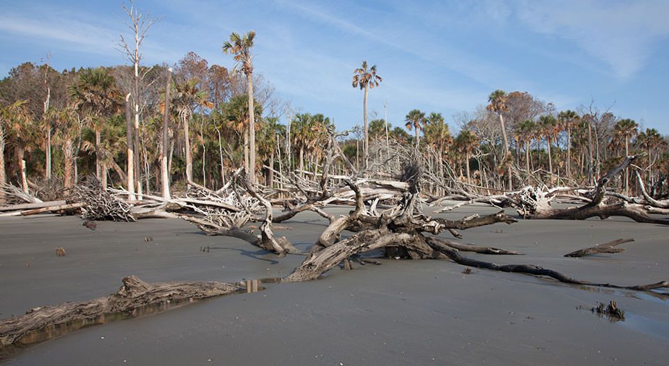 ghost forest on Capers Island, South Carolina