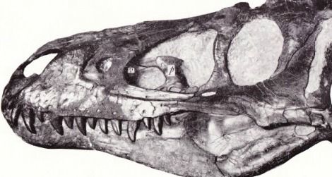 The skull Gilmore described as "Gorgosaurus lancensis"