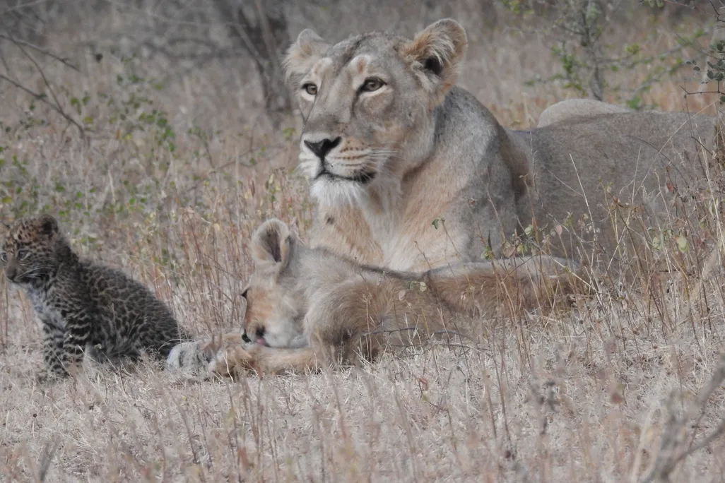 The leopard cub, mother lion and her own lion cub sit in tall grass