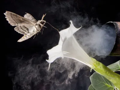 In a photo illustration, a hawk moth lands on a flower with an exhaust pipe polluting the interaction.