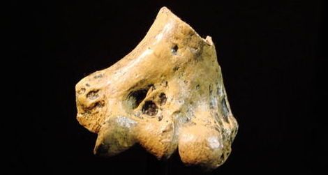 A piece of the elbow from Australopithecus anamensis found in northern Kenya.