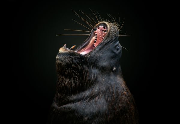 Portrait of a sea lion opening its mouth.