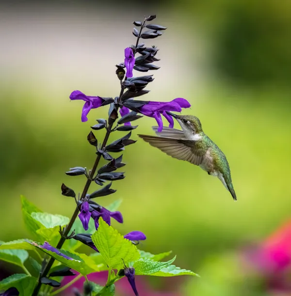 The Kiss - Ruby-throated Hummingbird thumbnail