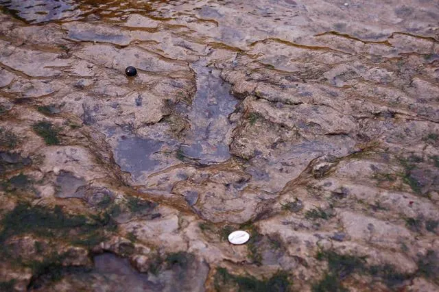 Dinosaur footprint, Isle of Skye, Scotland
