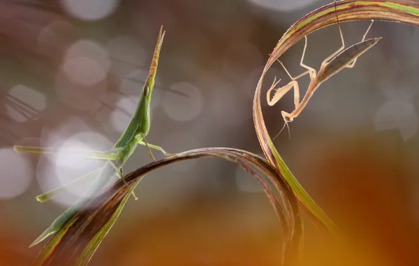 Yin and Yang thumbnail