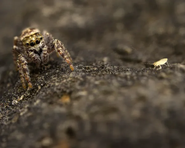 A Jumping Spider Considers its Snacking Options thumbnail