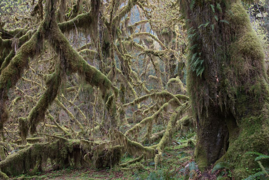 Moss monsters army in Hoh rainforest | Smithsonian Photo Contest ...