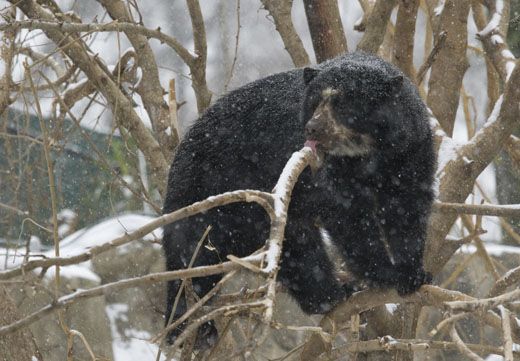 20110520110700Andean-Bear.jpg