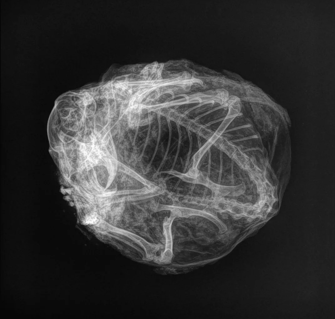 An X-ray of a curled-up squirrel skeleton