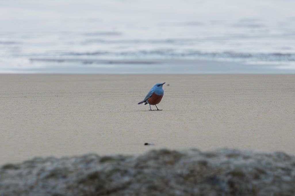 Blue bird on the sand