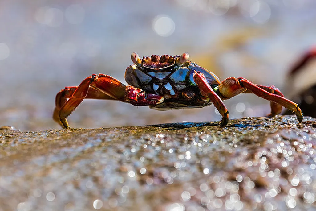 A close-up image of a red rock crab on the shore. It has glistening red legs and a blue abdomen, with bulging orange eyes.