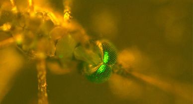 In a recent study, malaria-resistant mosquitoes tipped off by their neon green eyesfaired better than typical wild insects after feeding on infected blood.