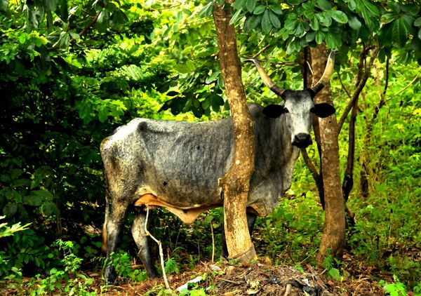 A steer plays hide and seek behind some trees thumbnail