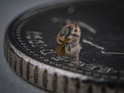 More than 1,300 tiny snails were released into the wild after a captive breeding effort. One baby snail is shown here on a British five pence coin.
