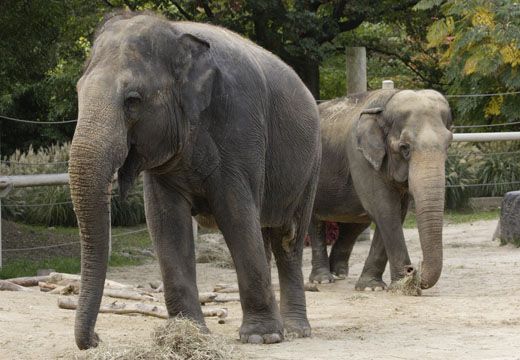 National-Zoo-Elephants01.JPG
