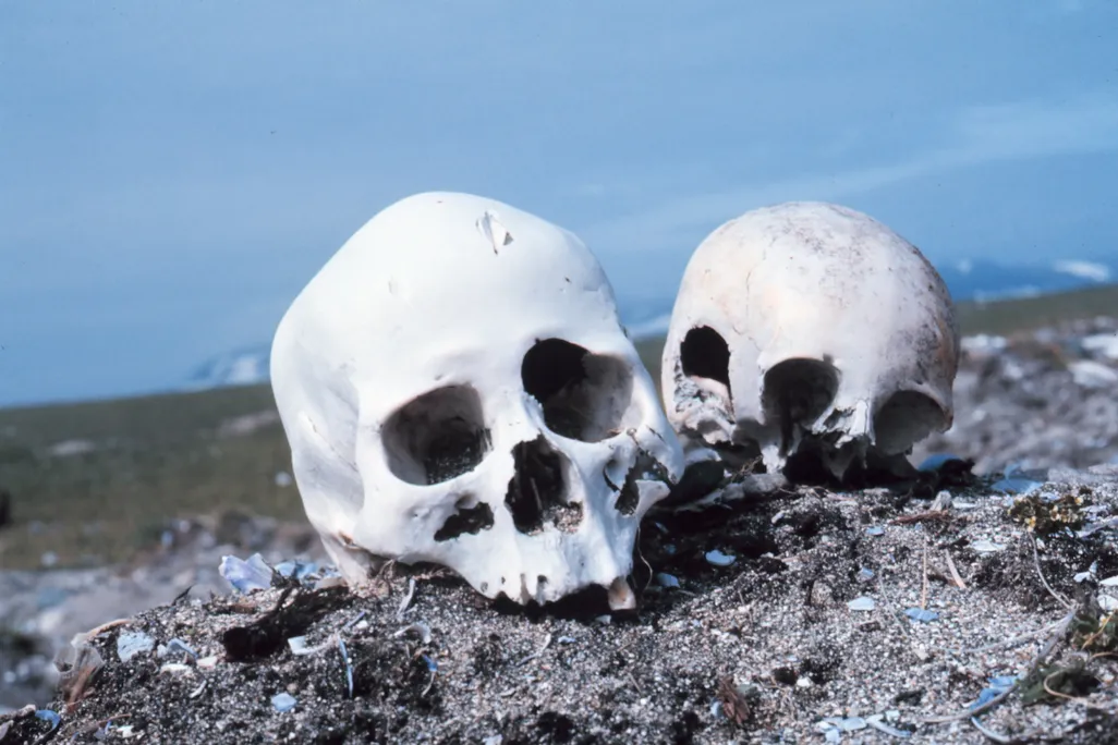 Skulls on a Beach