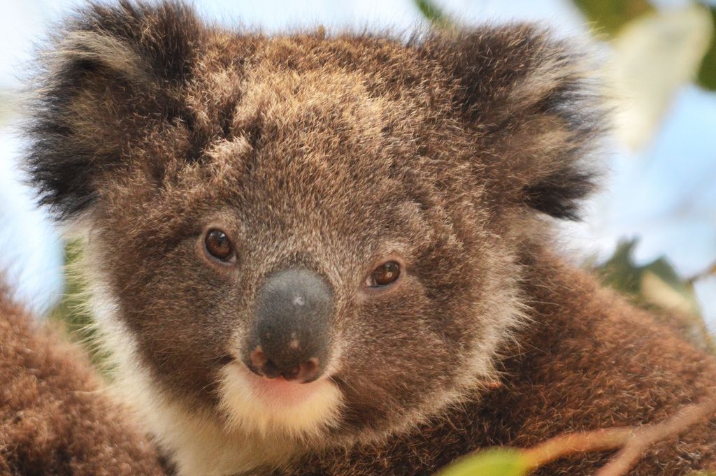 Why Koalas' Mating Bellows Sound More Like a Choking Tiger, Less Like a  Small, Cuddly Herbivore | Smart News| Smithsonian Magazine
