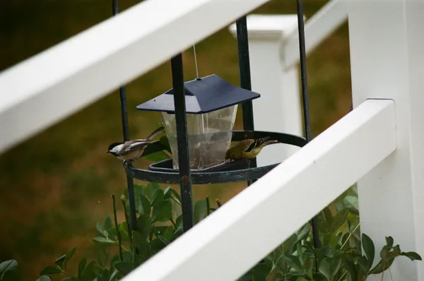 birds on bird feeder thumbnail