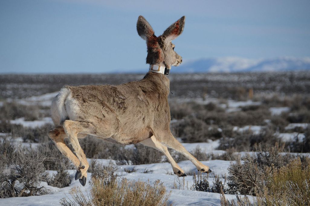 Deer GPS Collar